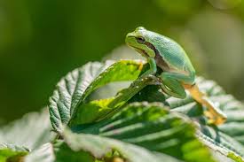 树frog.jpg