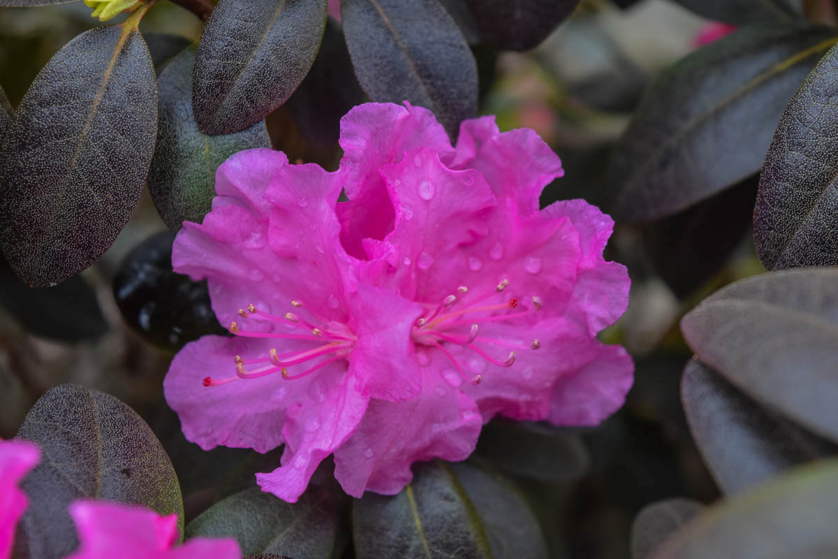Rhododendron PJM Natalie's Pink.jpg