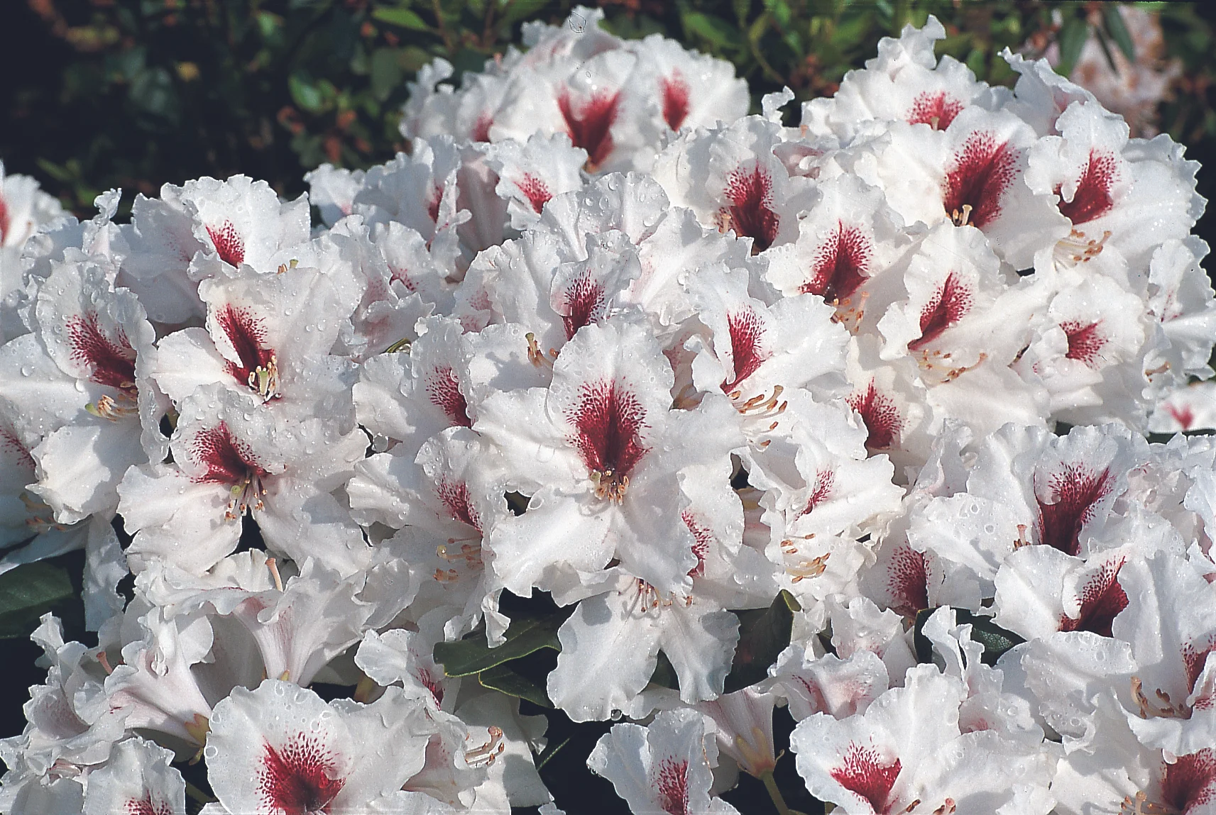 Rhododendron Miyama Picobello.jpg