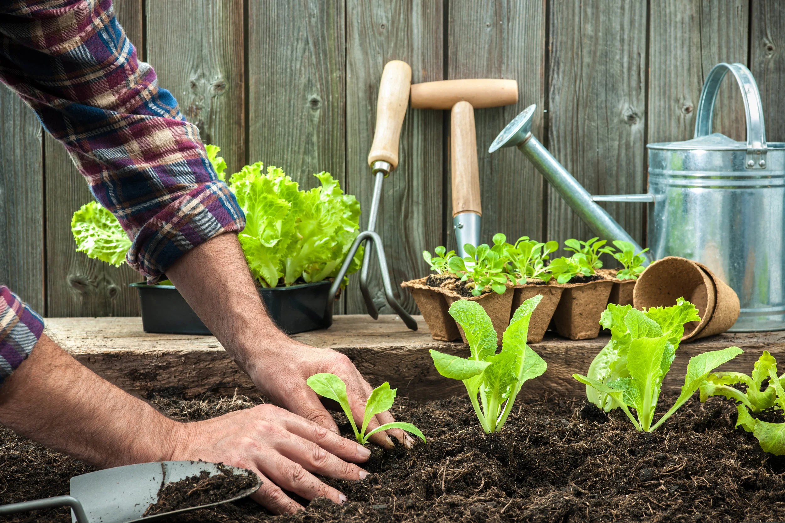 Organic Gardening 101 Sunnyside Nursery
