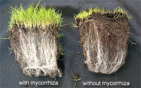 mycorrhizae.jpg