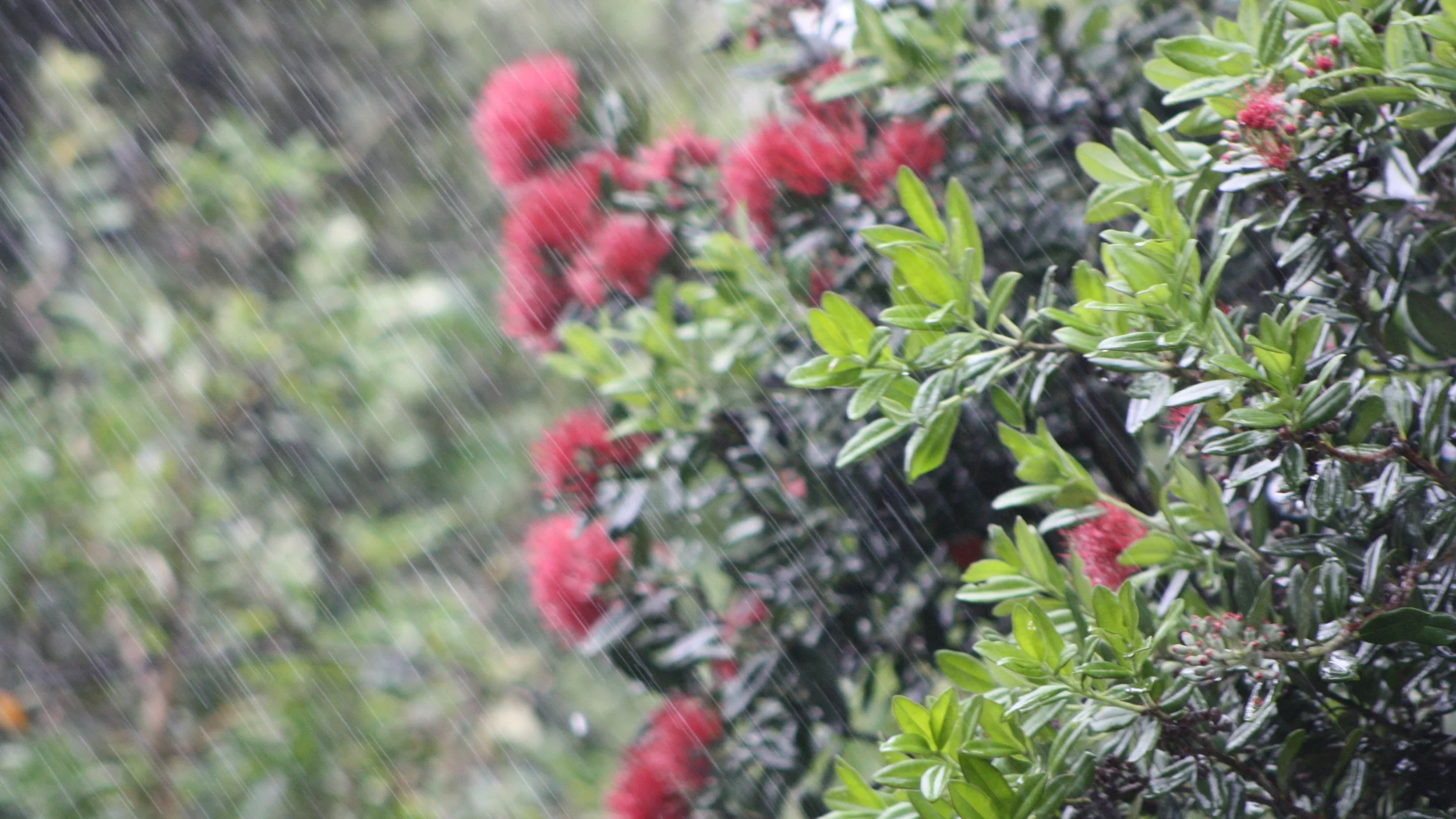 rain in the garden.jpg