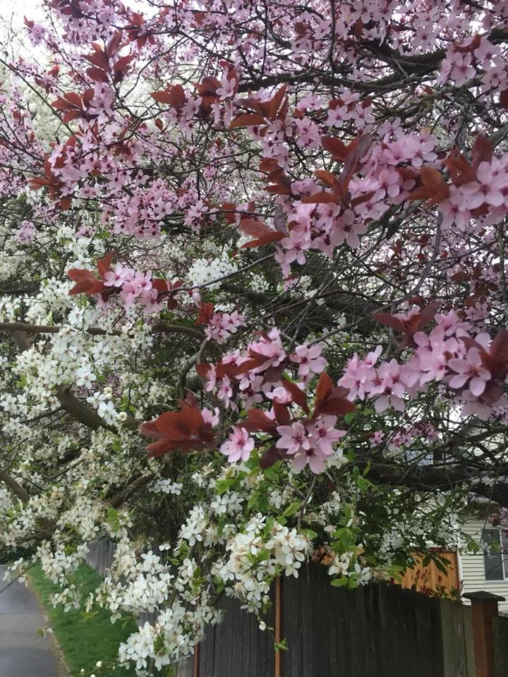 flowering cherry trees.jpg