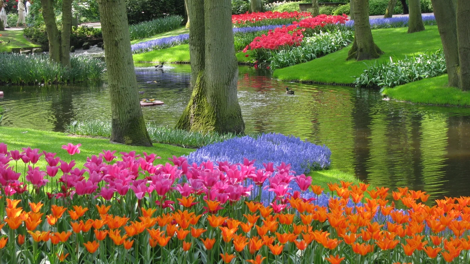 garden with tulips.jpg