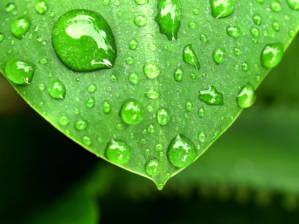 water on leaf.jpg