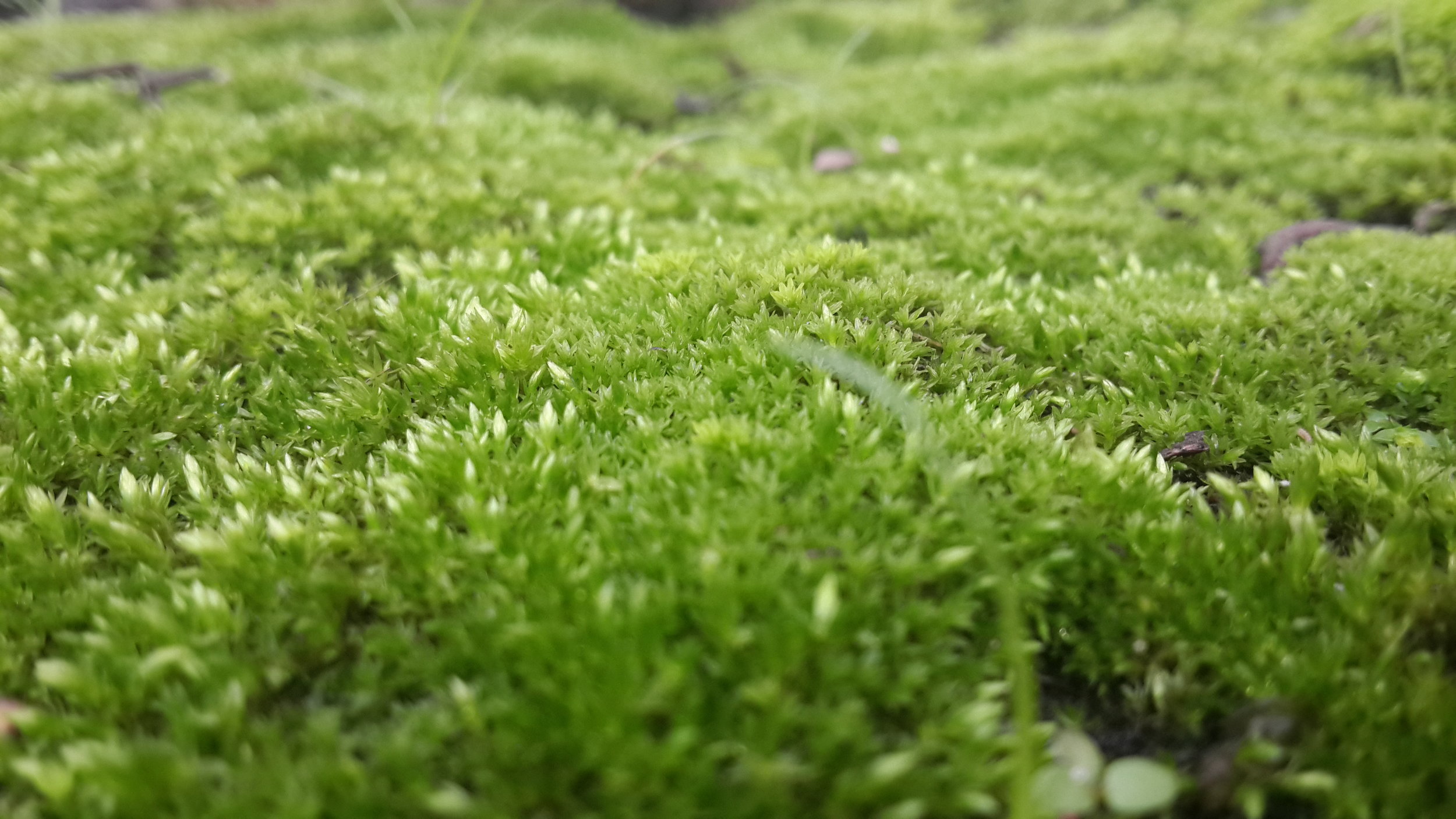 Moss_on_the_Ground_during_Spring.jpg