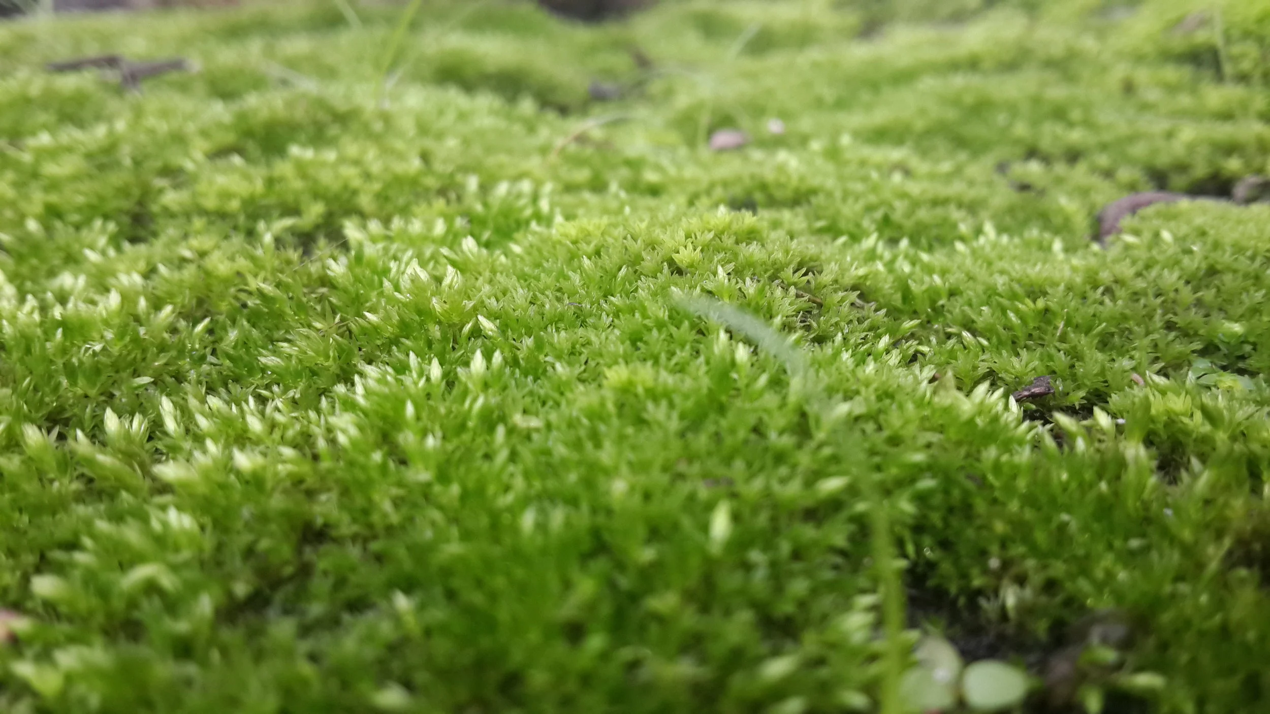 Moss_on_the_Ground_during_Spring.jpg