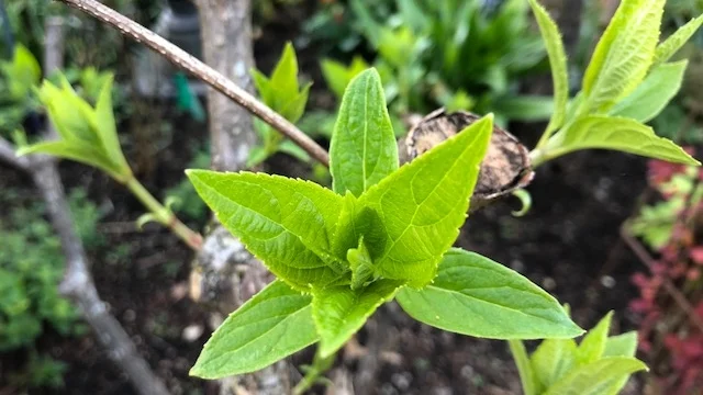 New growth in Steve's yard.jpg