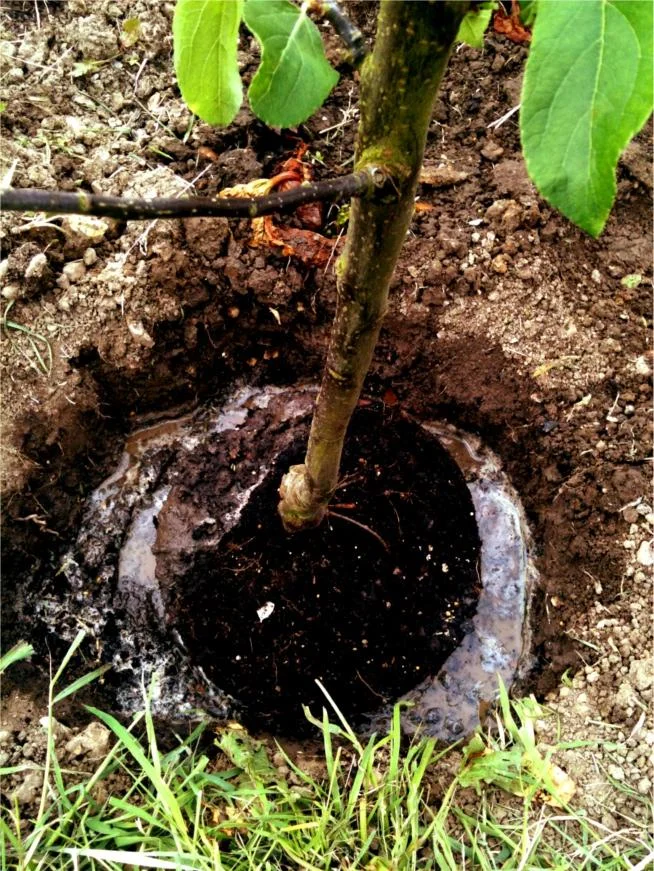 planting hole filled with water.jpg