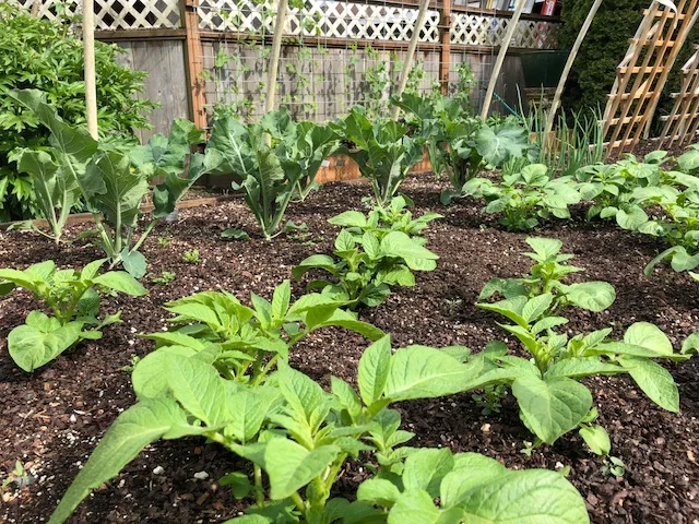 Steve's veggie garden.jpg