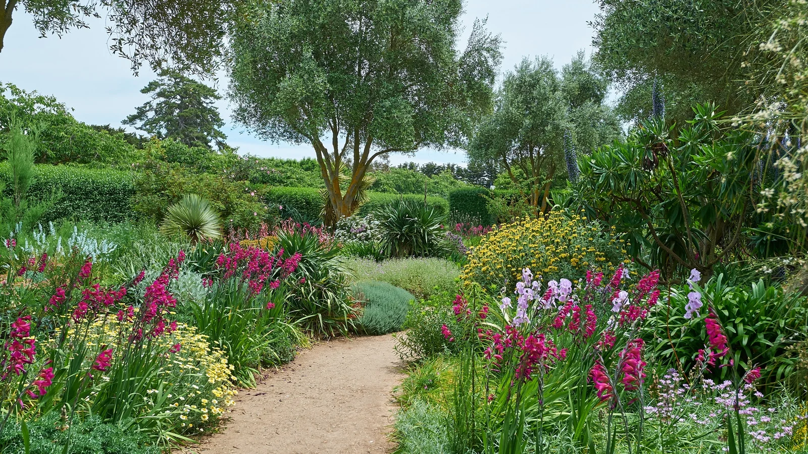 drought tolerant plants.jpg