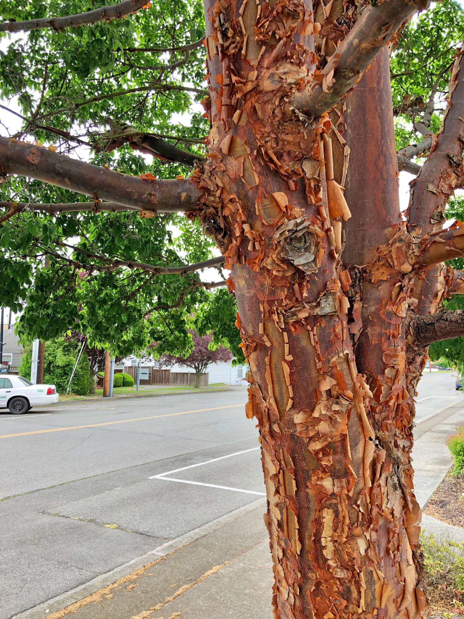 Paperbark maple - Union Bank .jpg