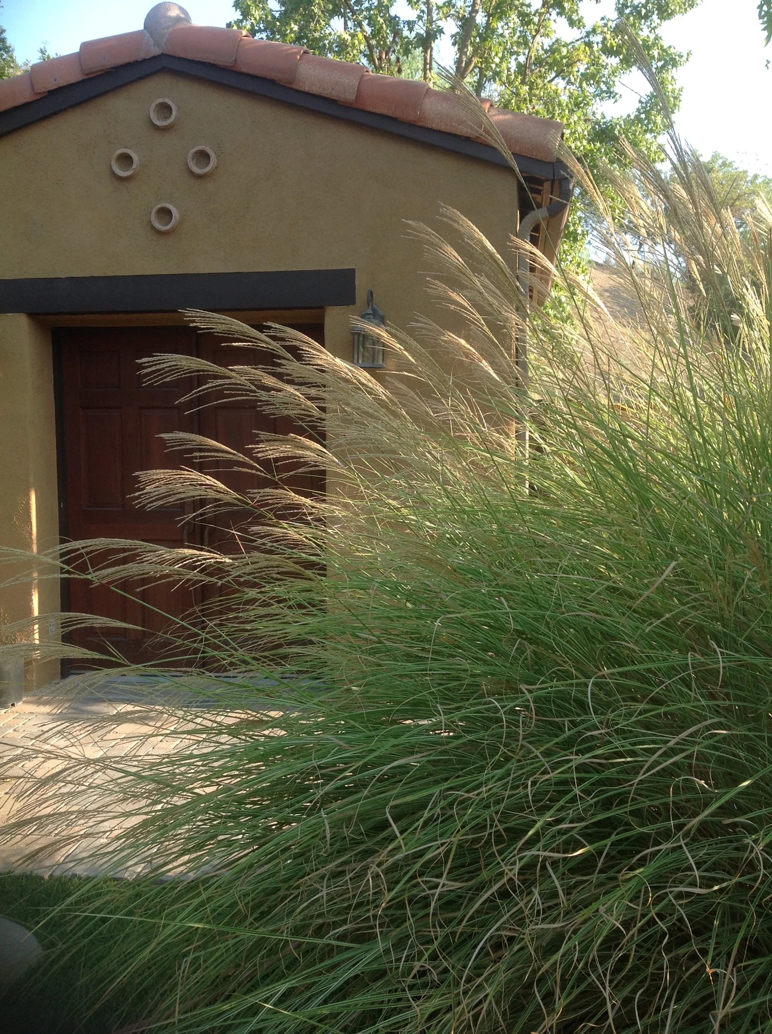 Miscanthus Morning Light - Monrovia.jpg