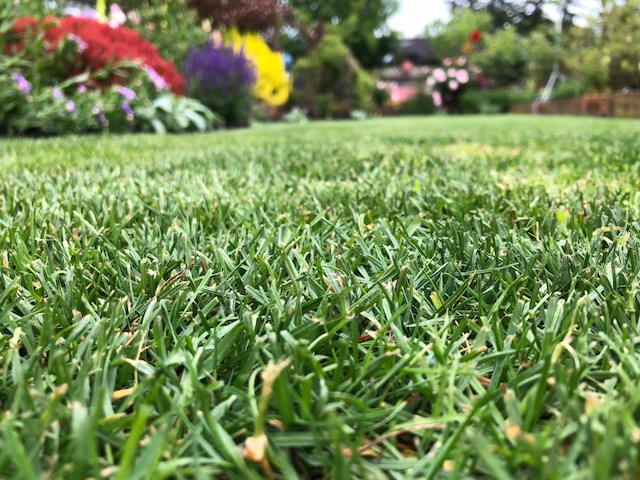 史蒂夫的lawn.jpg