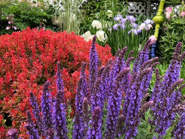 Perennials in Steve's garden.jpg