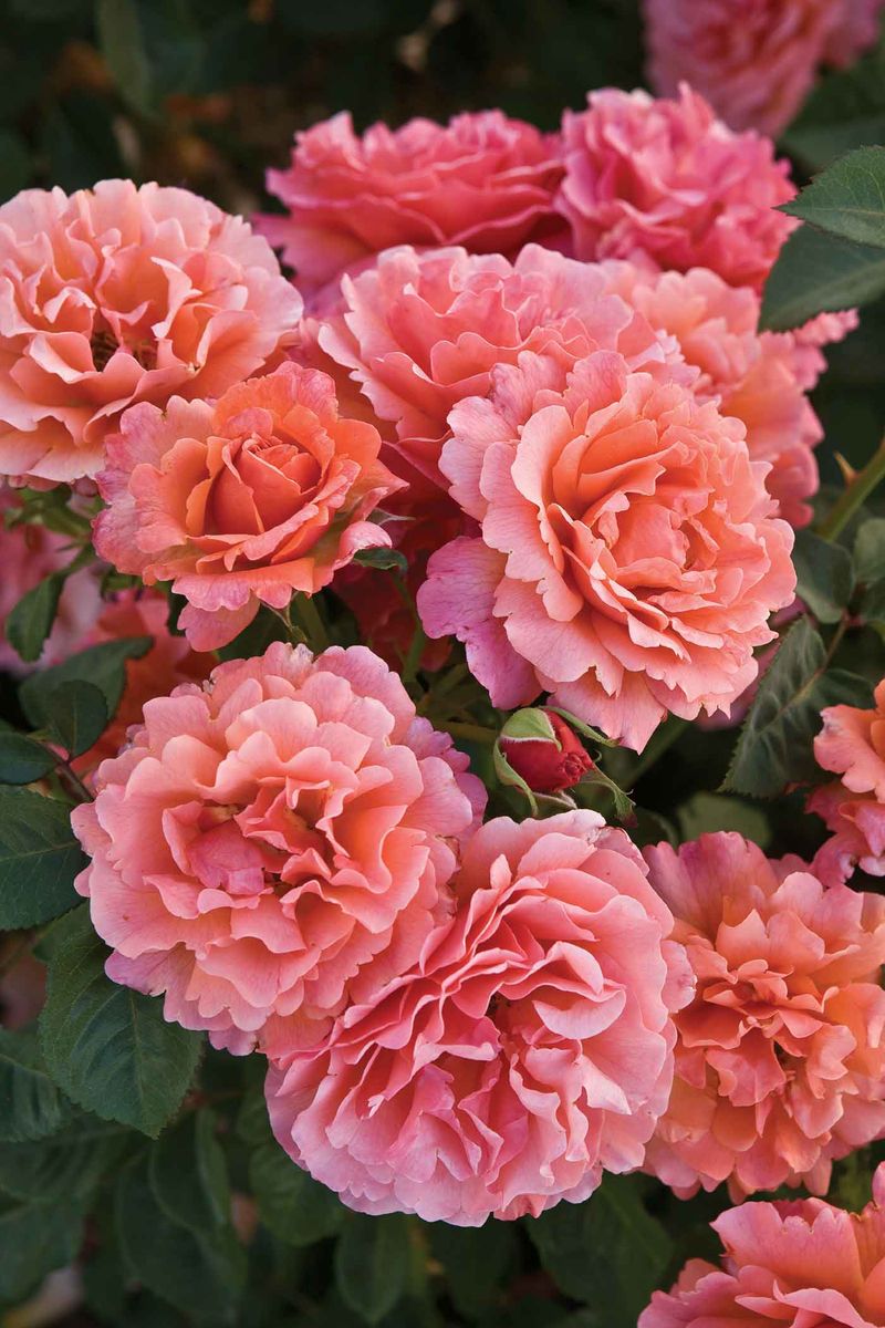 Learn About Grandiflora Roses And Hybrid Tea Roses