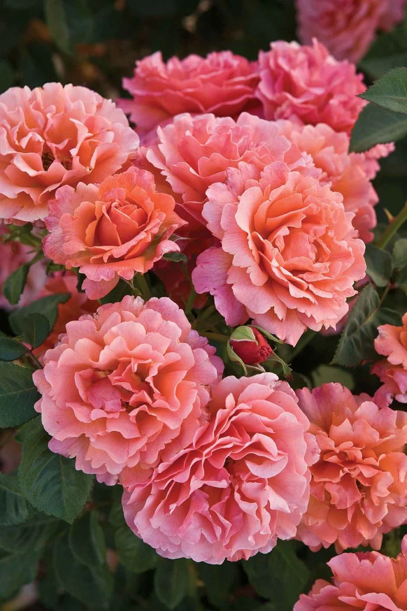 What The Heck Is The Difference Between Hybrid Tea, Grandiflora ...