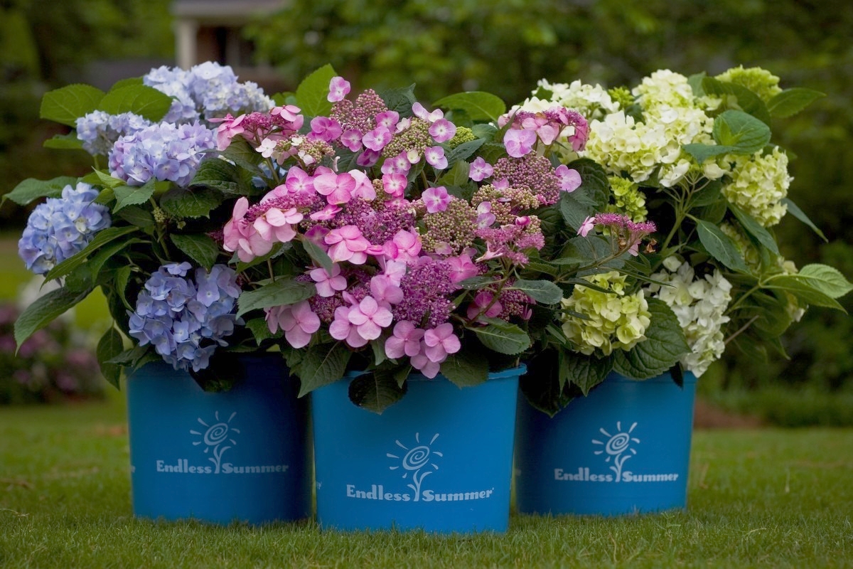 endless summer hydrangeas.jpg