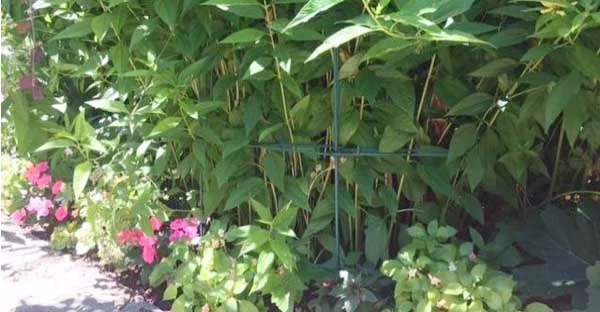 staking perennials.jpg