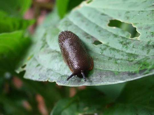 slug in garden.jpg