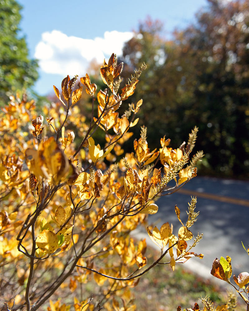 Image of Clethra alnifolia in fall