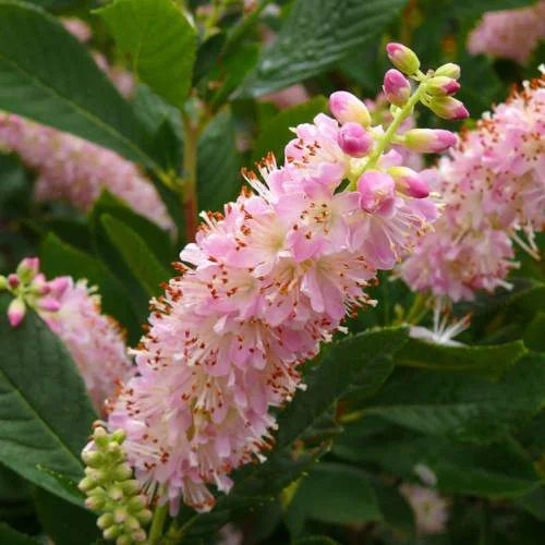 clethre-pink-spire_FR_500_0016687.jpg
