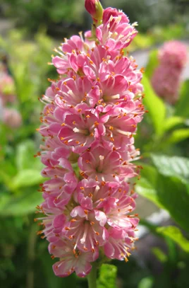 ruby spice clethra.jpg