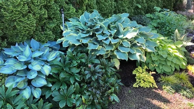 Steve's hostas in his shade garden.jpg