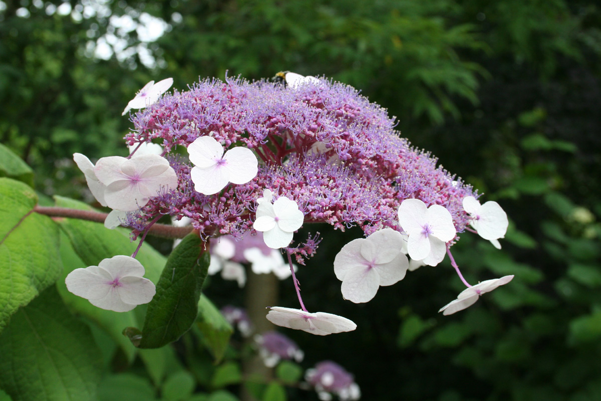 Hydrangea-aspera-zoo-cgn-07074-mutante.jpg