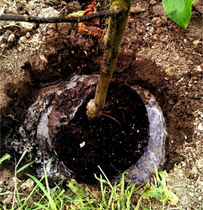 planting hole filled with water-2.jpg