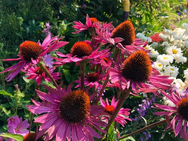 Summer bloomers in Steve's yard.jpg