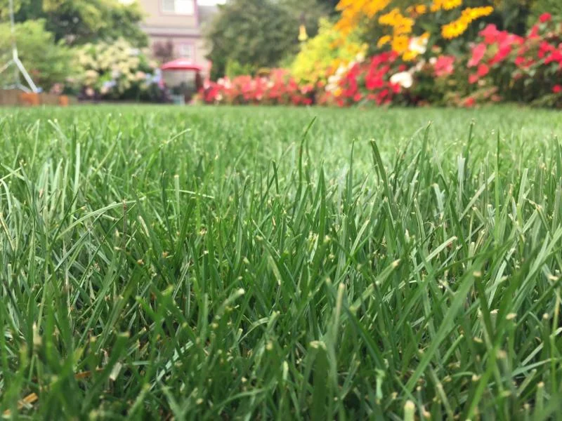 steve_s lawn.jpg