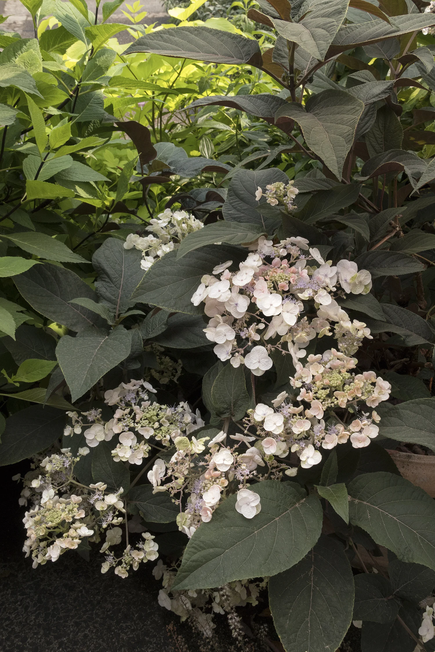 'Plum Passion' Hydrangea
