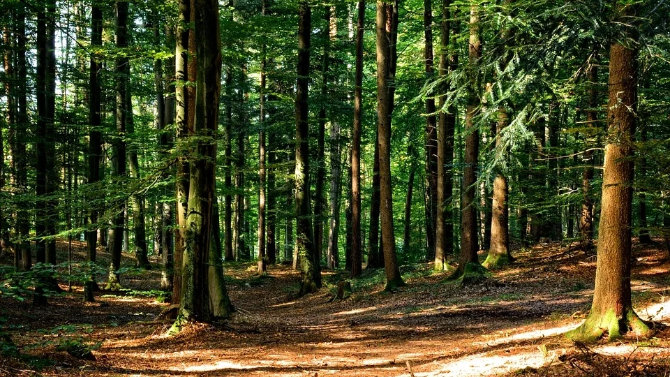 forest-972792_960_720.jpg