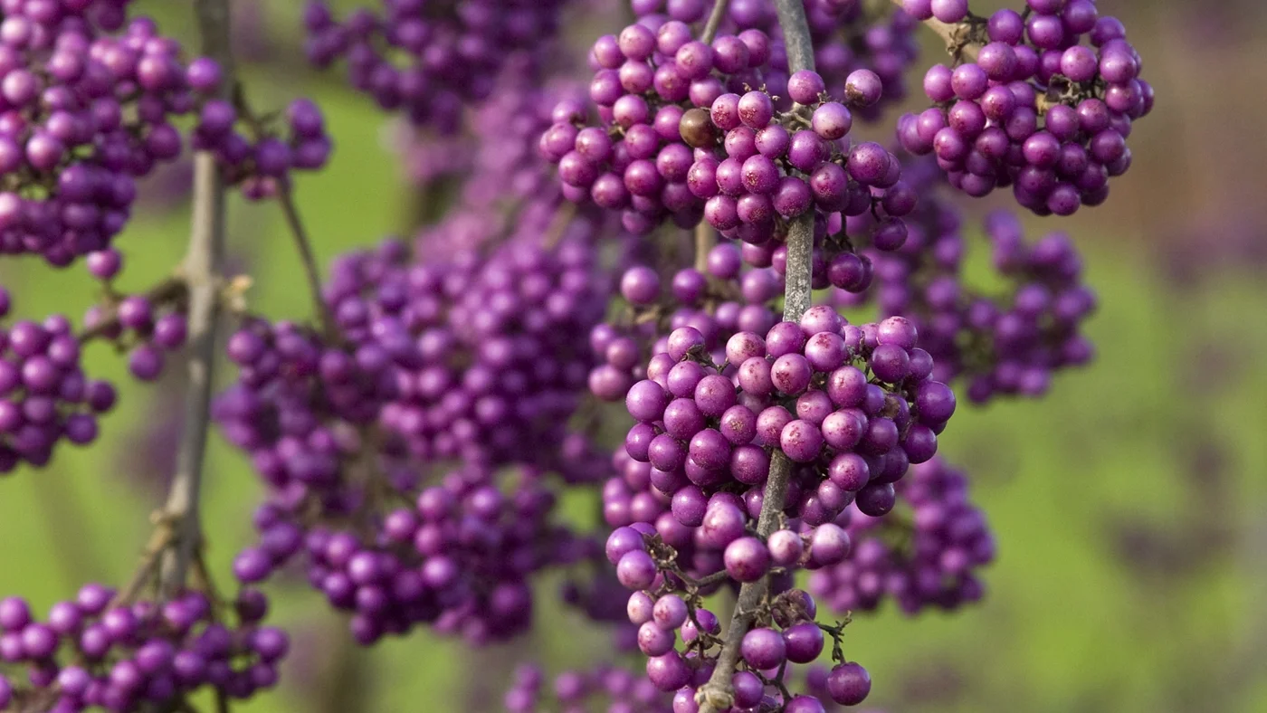 beautyberry.jpg