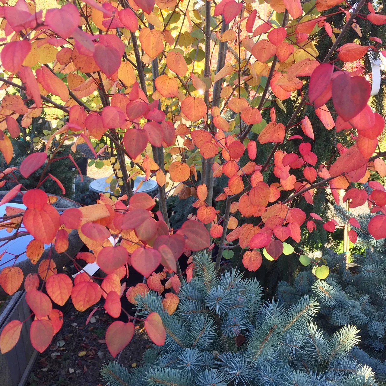 Katsura with fall color.jpg