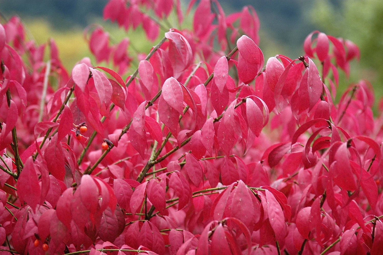 burning bush.jpg