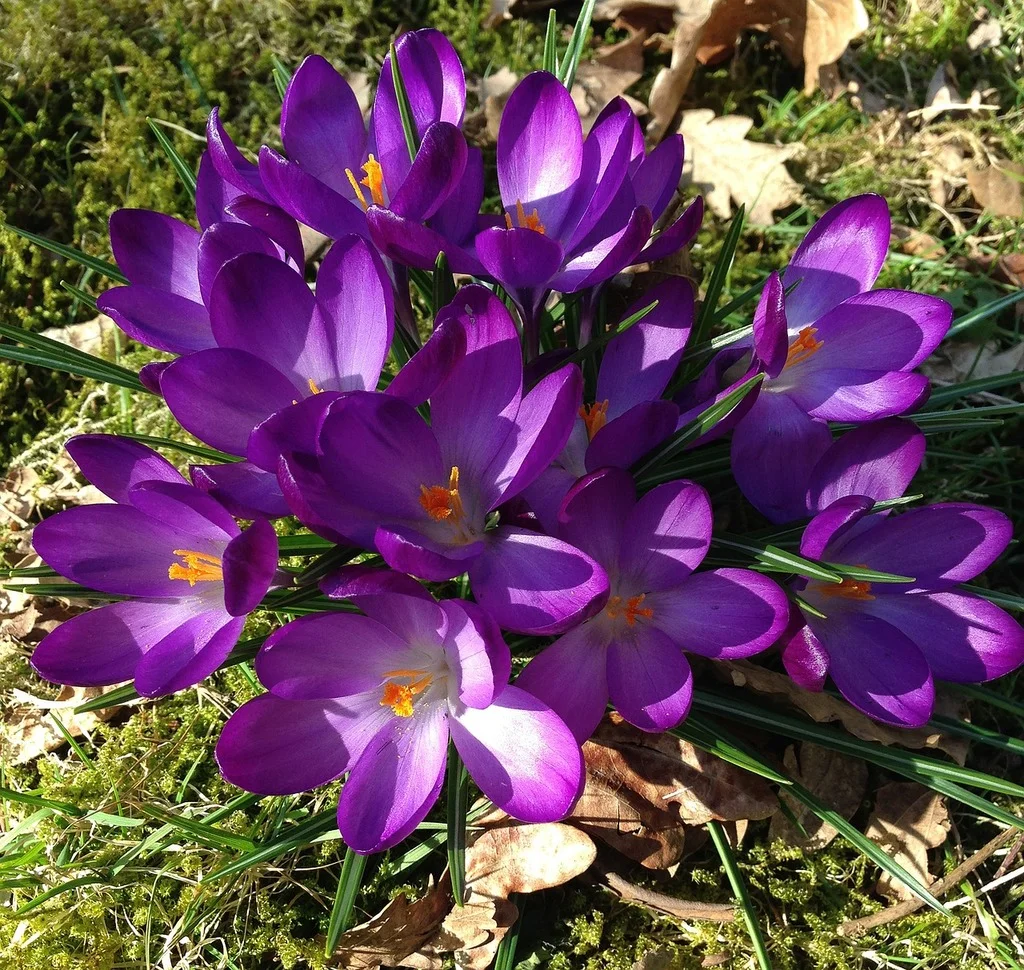 crocus-spring-flowers-flowers-864744-1024.jpg
