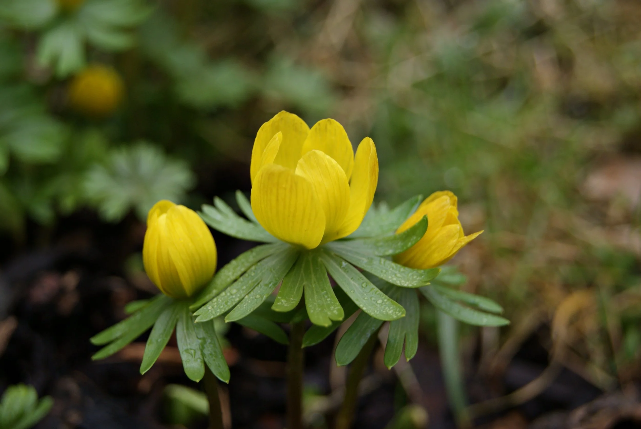 Eranthis_hyemalis-584.jpg