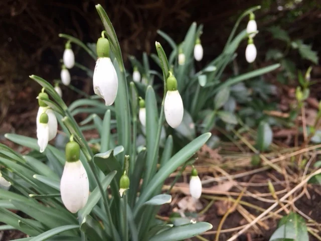 Snowdrops from my yard.jpg