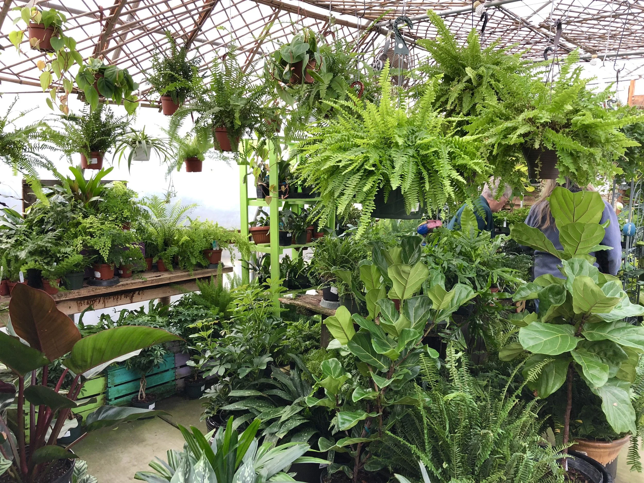 low light houseplant section_edit.jpg