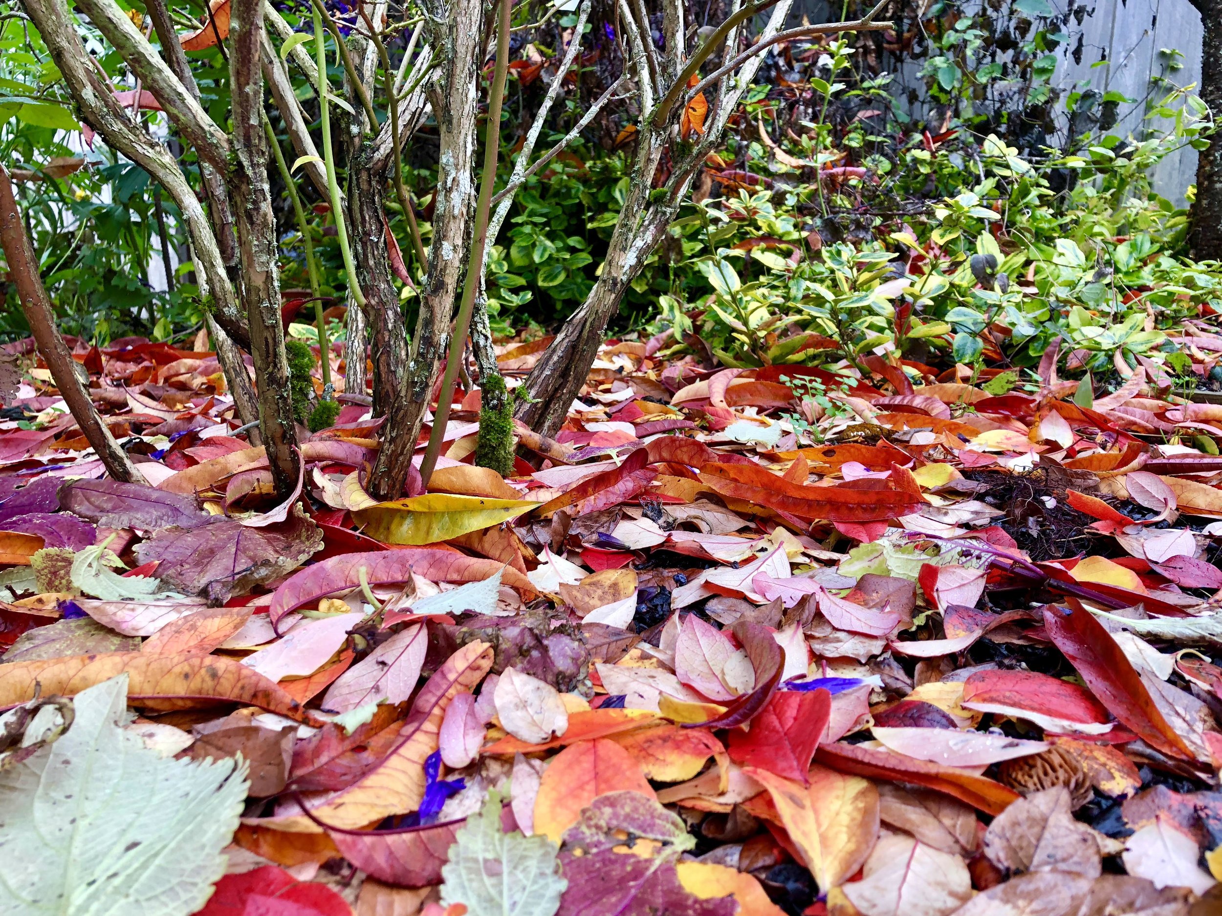 裸露灌木下的树叶。jpg