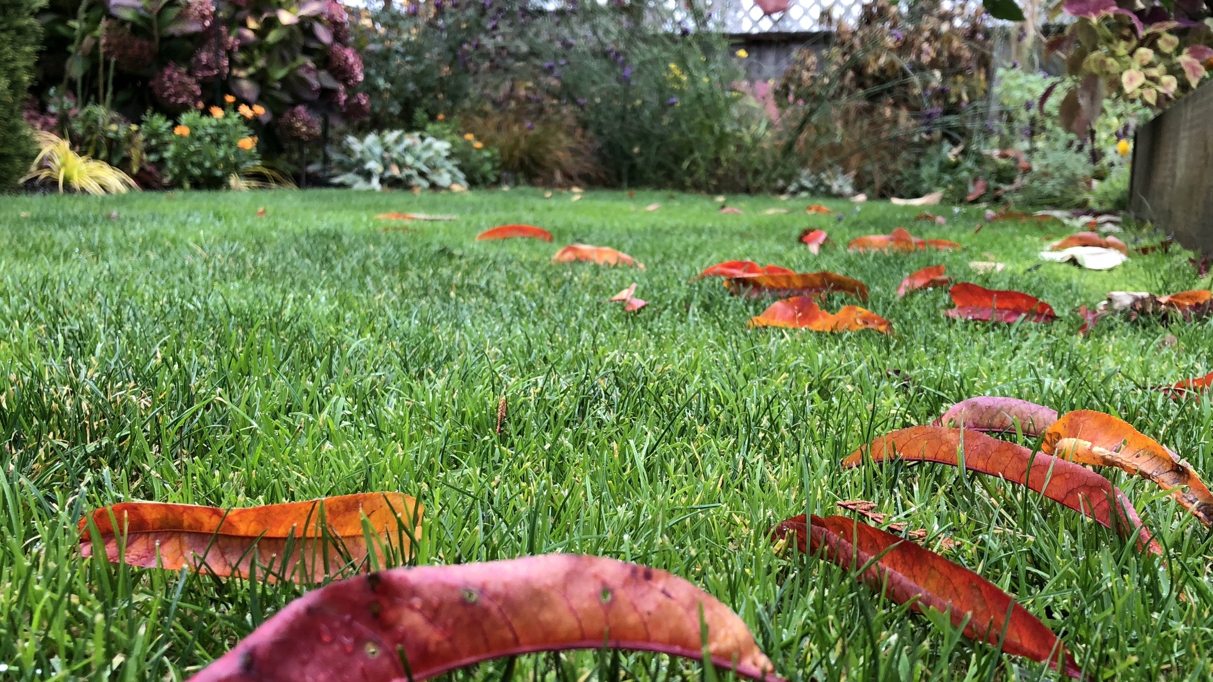 史蒂夫的院子在秋天。jpg