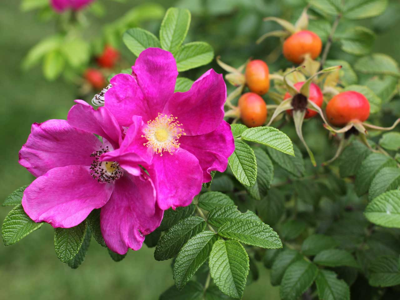 rose and hips on plant.jpeg