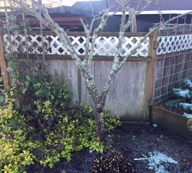 clean up under fruit trees.jpeg