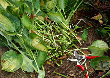 pruning hostas in fall.jpeg