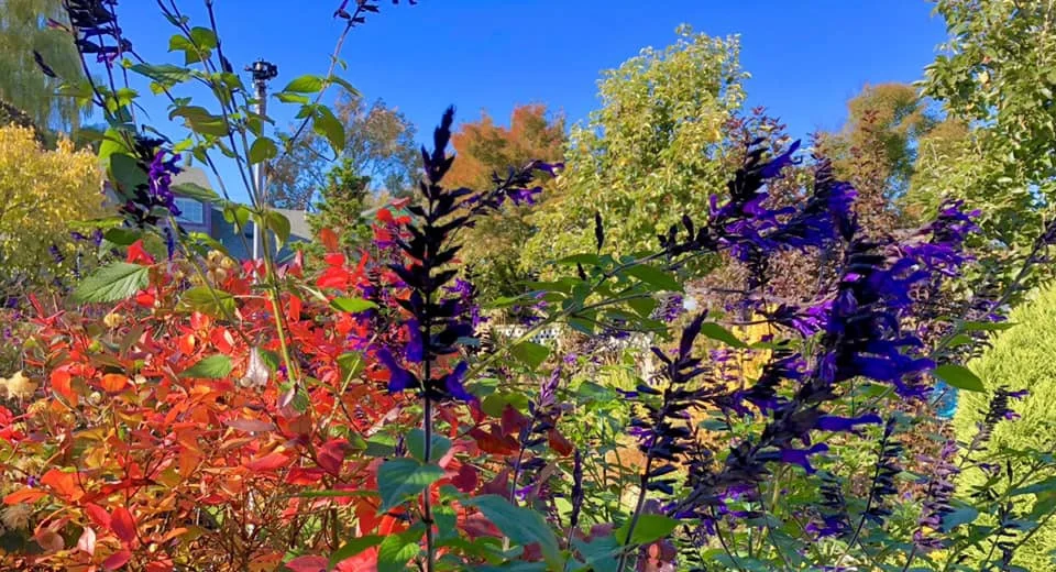 Salvia from Steve's yard2.jpg