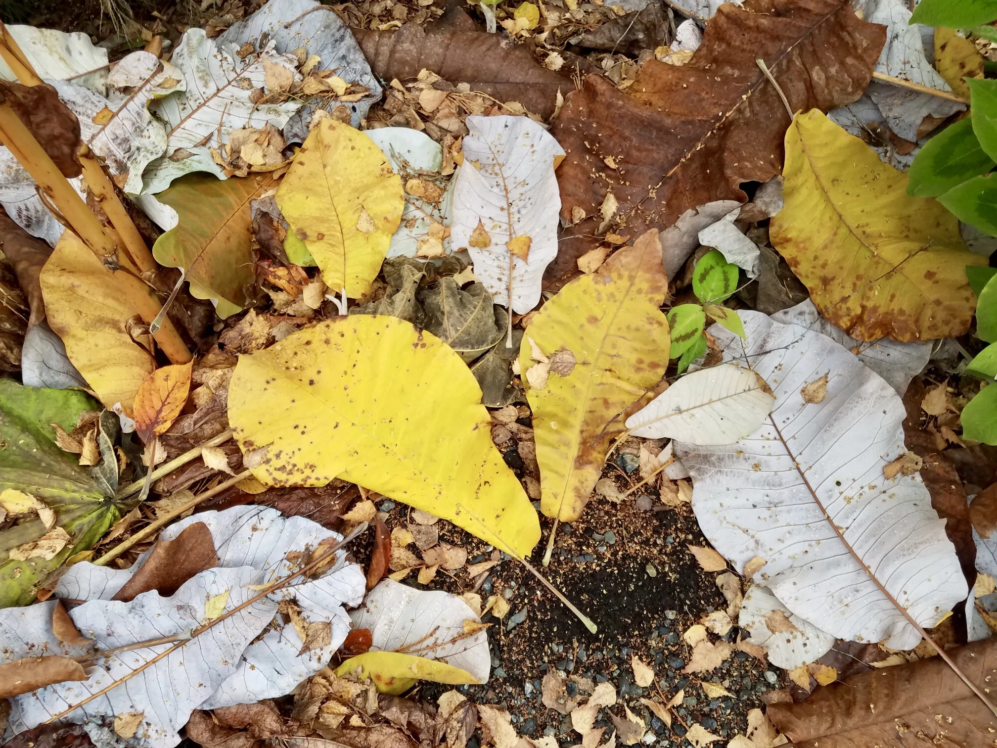 Leaves kalidescope.jpg