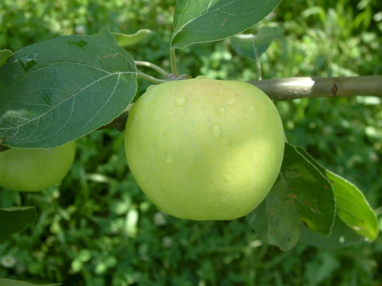 Yellow Transparent Apple.jpg