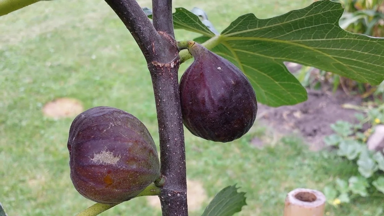 Fig Nut Trees Sunnyside Nursery